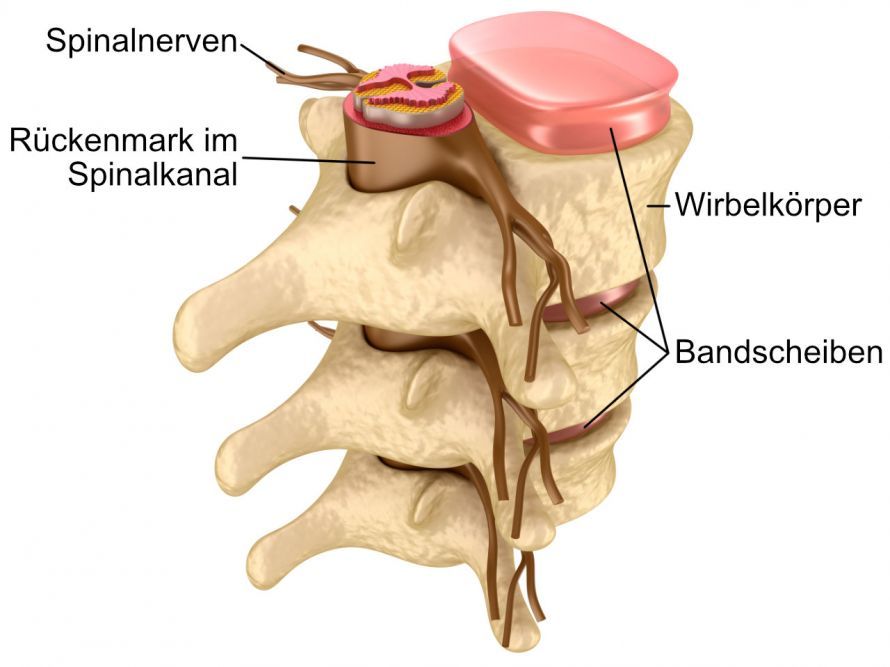 Structure of the Spinal Canal in the Spine