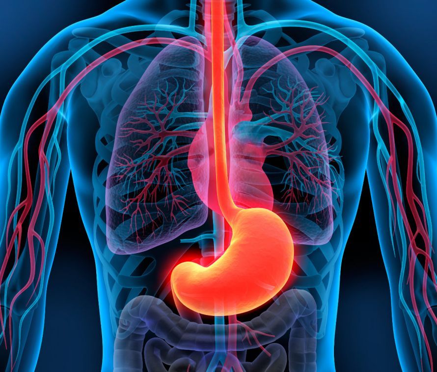 The Esophagus and the Stomach