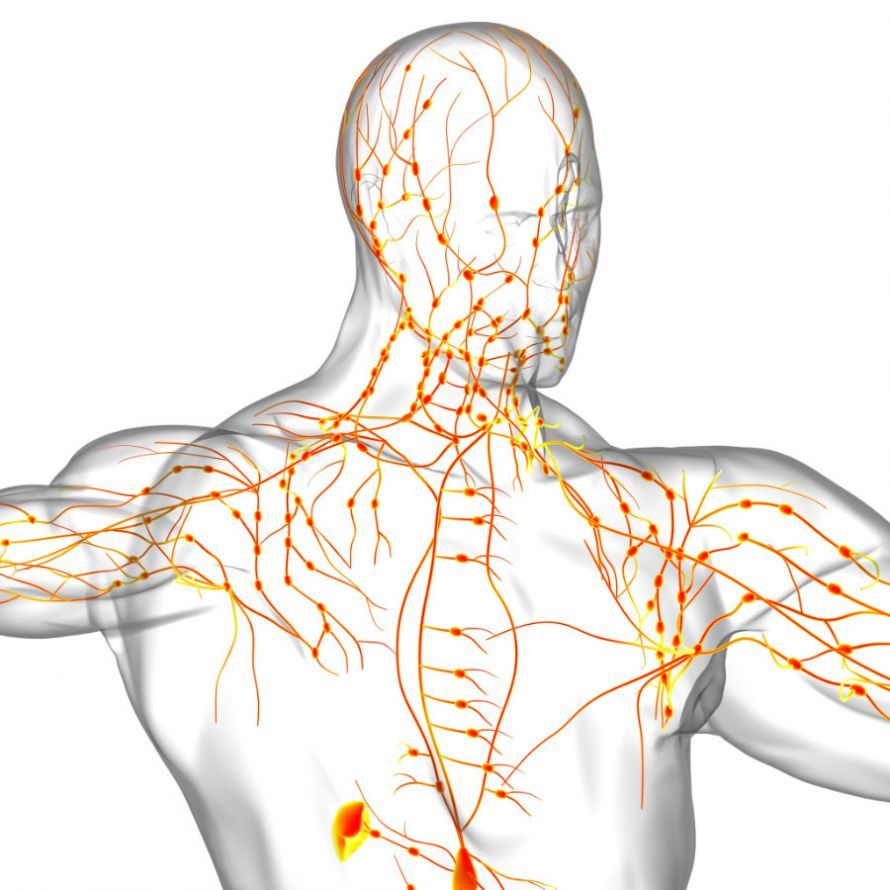Die Lymphknoten des Oberkörpers Οι λεμφαδένες του άνω μέρους του σώματος