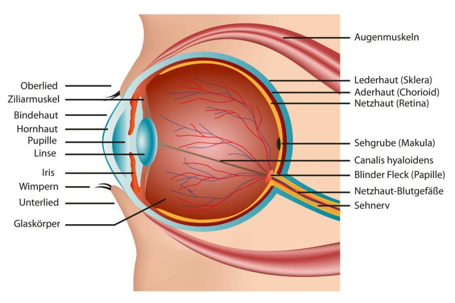 Anatomie des Auges