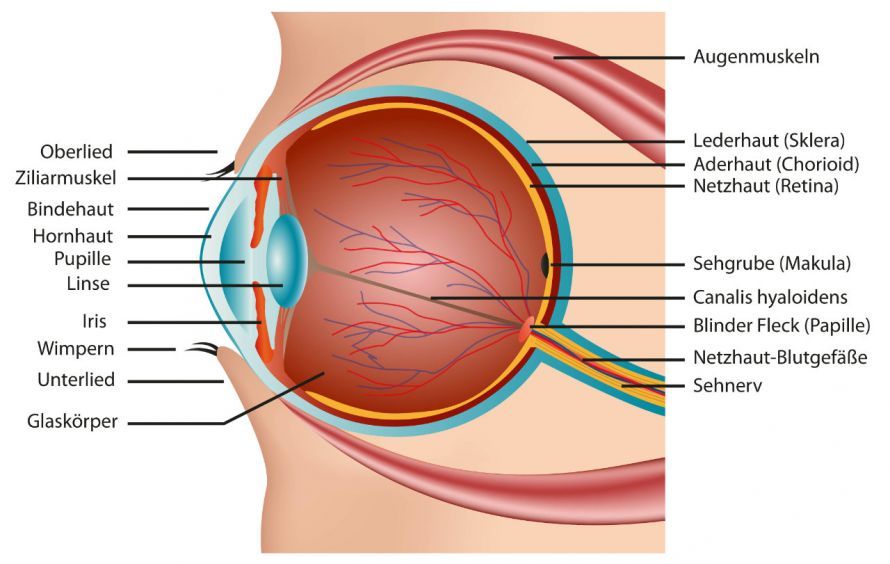 Die Anatomie des Auges