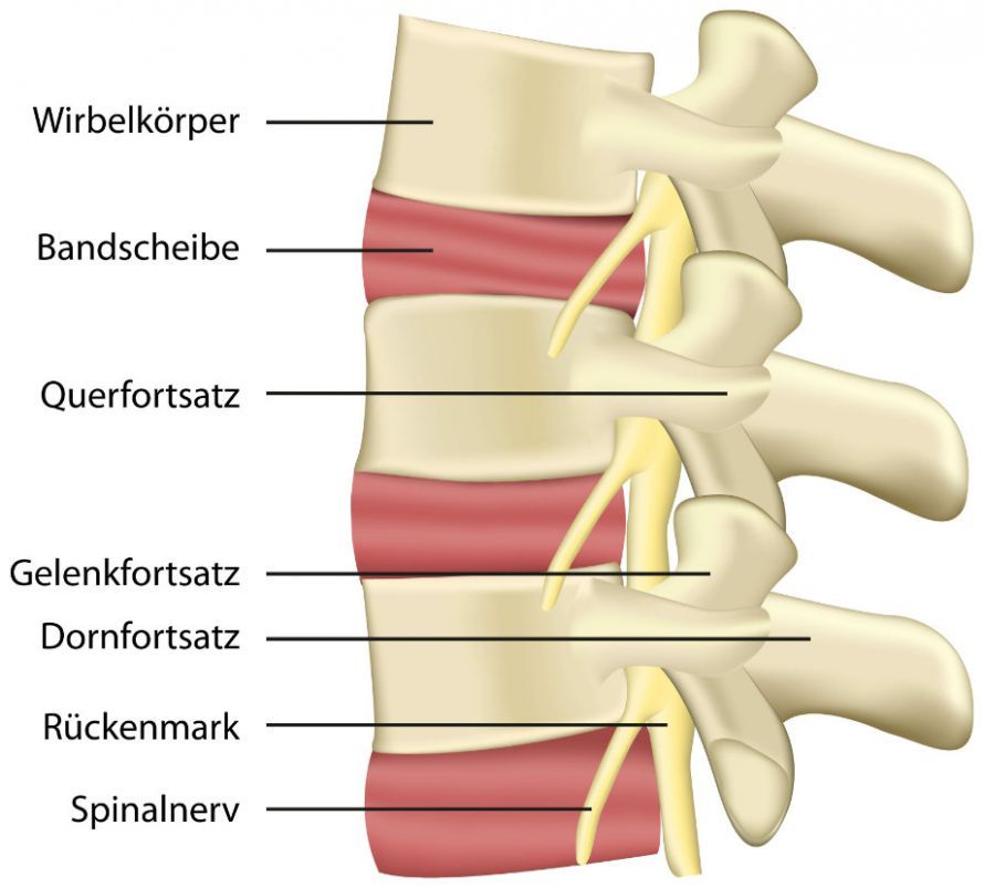 Anatomie der Wirbelsäule und der Bandscheiben Anatomie der Wirbelsäule und der Bandscheiben