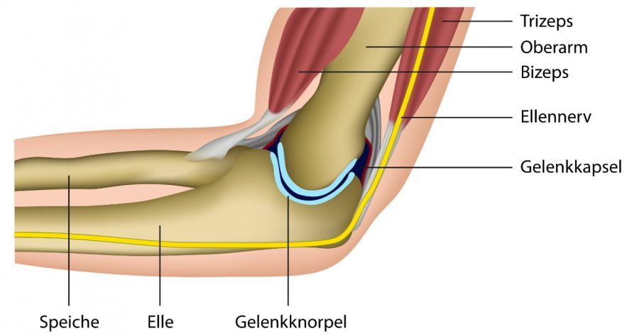 Ellenbogengelenk-Anatomie Ανατομία της άρθρωσης του αγκώνα