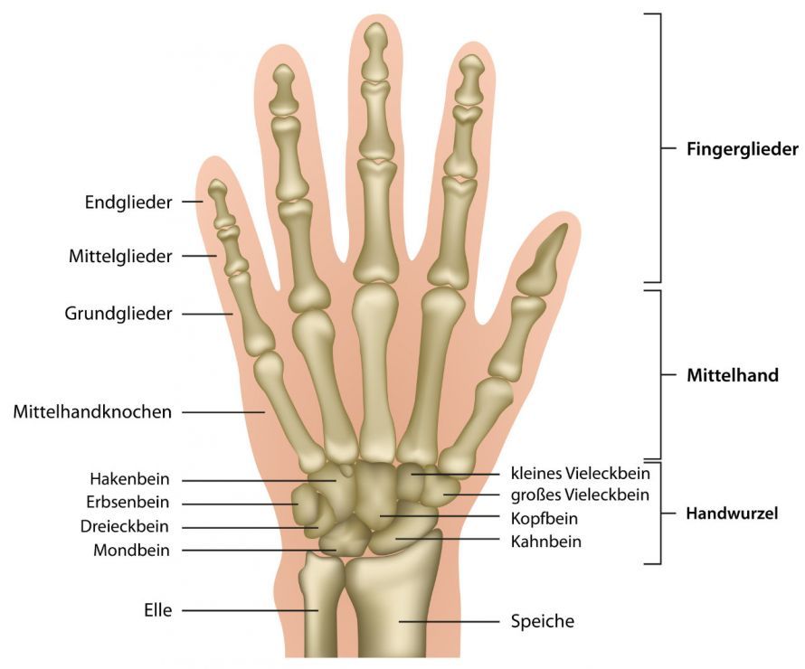Anatomie der Hand Ανατομία του χεριού