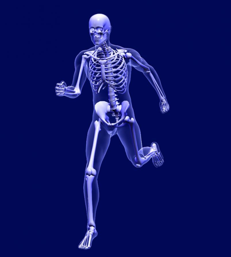 The Skeletal System of a Running Human