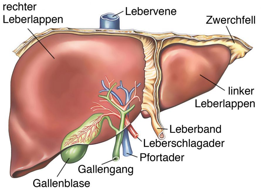 Anatomie der Leber Anatomie der Leber