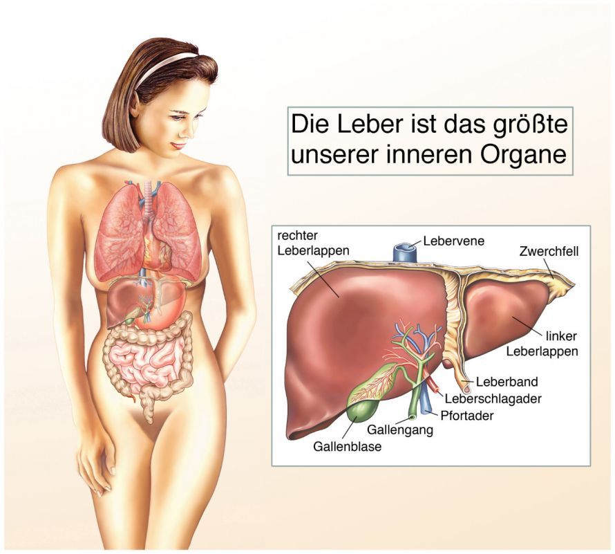 Die Anatomie der Leber The Anatomy of the Liver