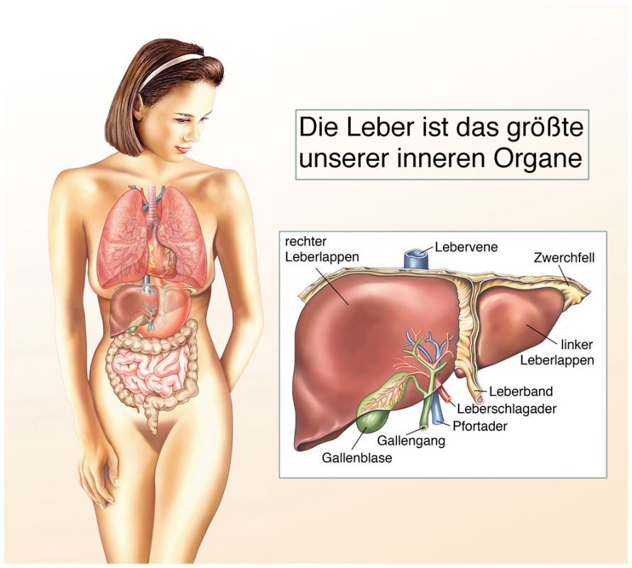 Die Leber Die Leber
