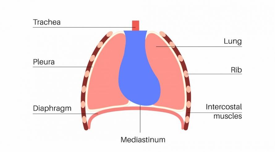 Abbildung Mediastinum Figure: Mediastinum