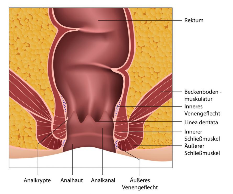 Anatomie Rektum und Analkanal Anatomy of the Rectum and Anal Canal