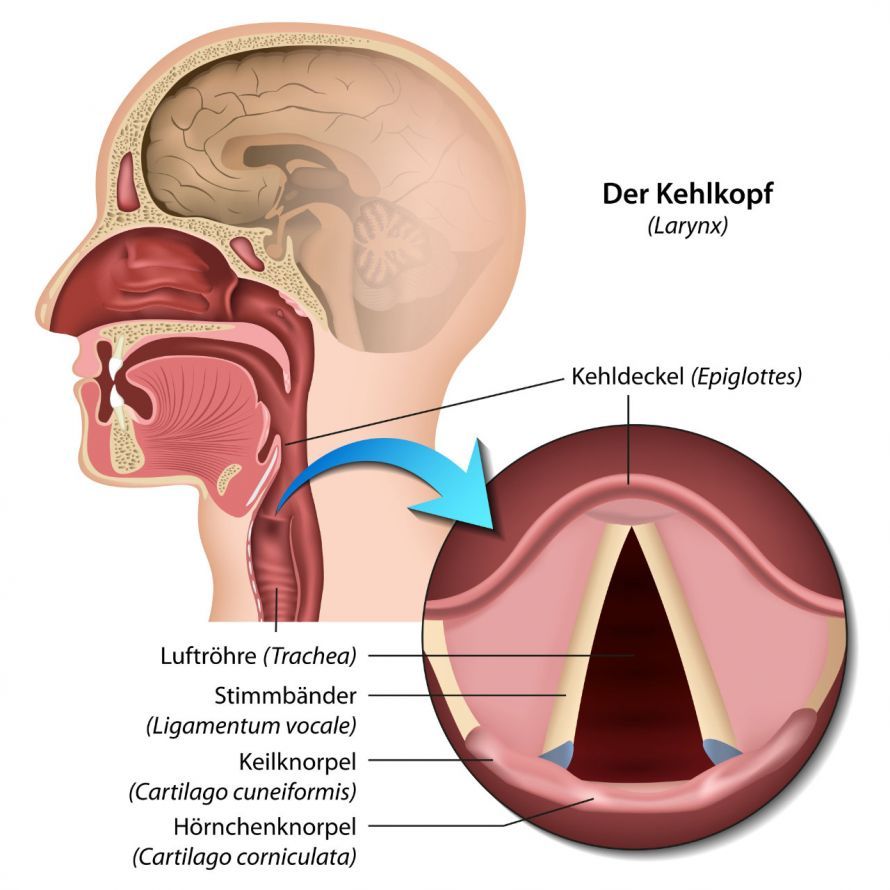 Anatomie des Kehlkopfes Anatomie des Kehlkopfes