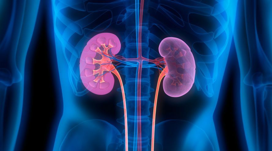 Niere und Harnleiter Kidney and Ureter