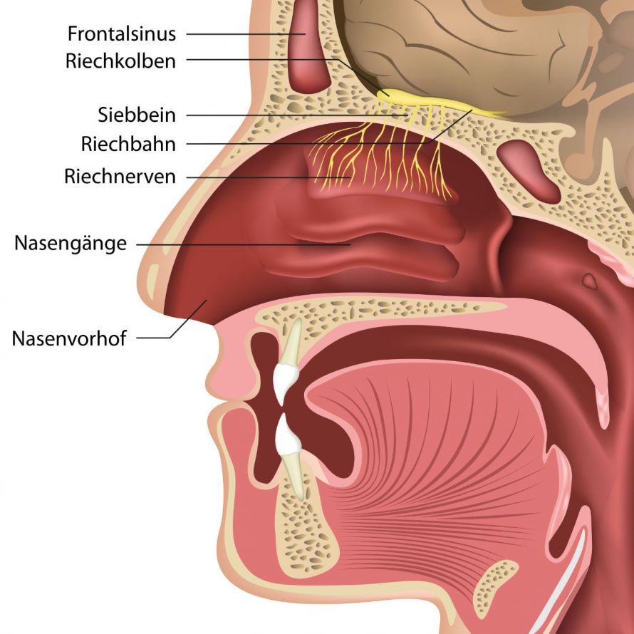 Anatomie der Nase Anatomie der Nase