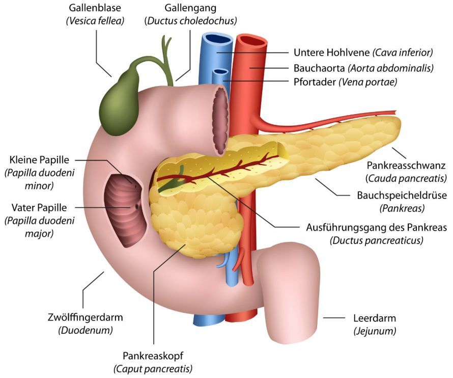 Anatomie der Bauchspeicheldrüse und der umliegenden Organe