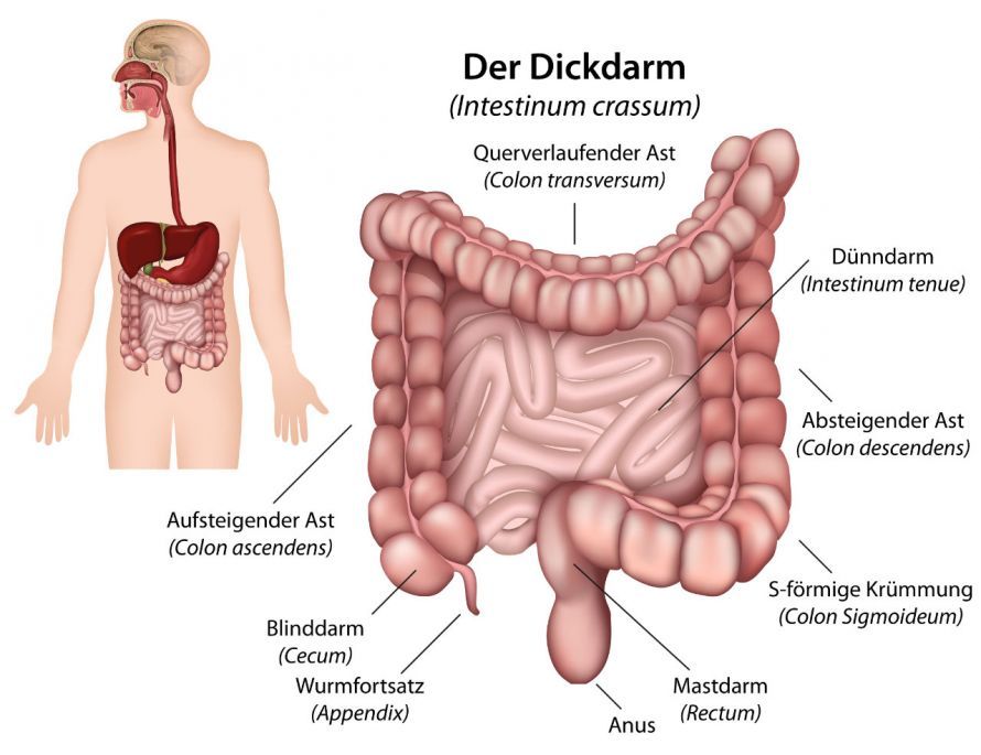 Anatomie des Darms Anatomie des Darms