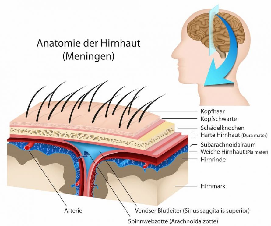 Schichten der Hirnhaut Schichten der Hirnhaut