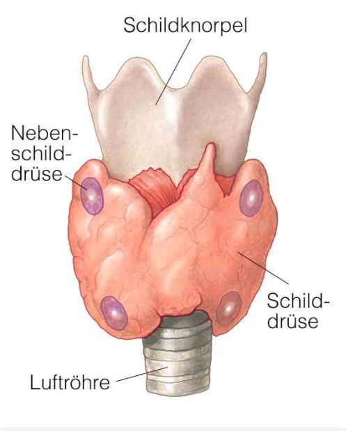 Die Schilddrüse und Nebenschilddrüsen