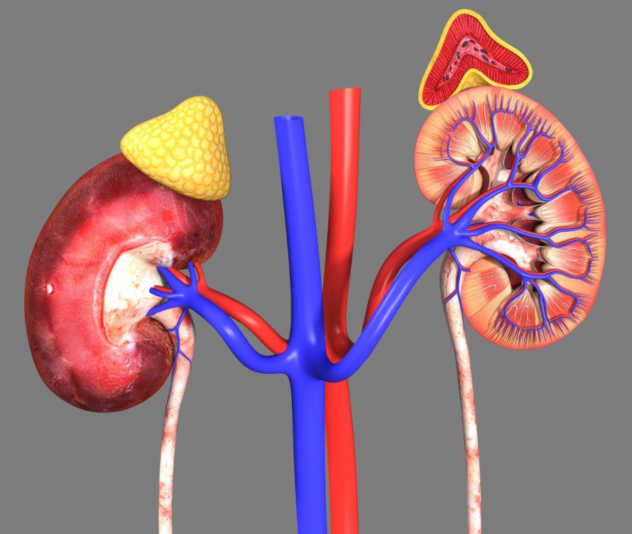 Nieren und Nebennieren Kidneys and Adrenal Glands