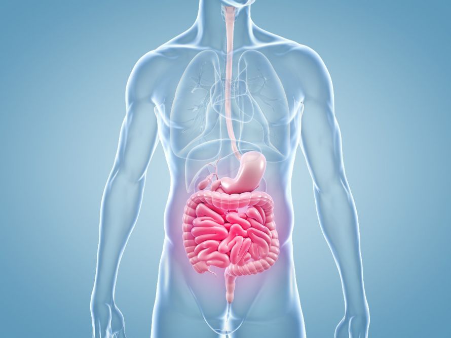 Gastrointestinal tract