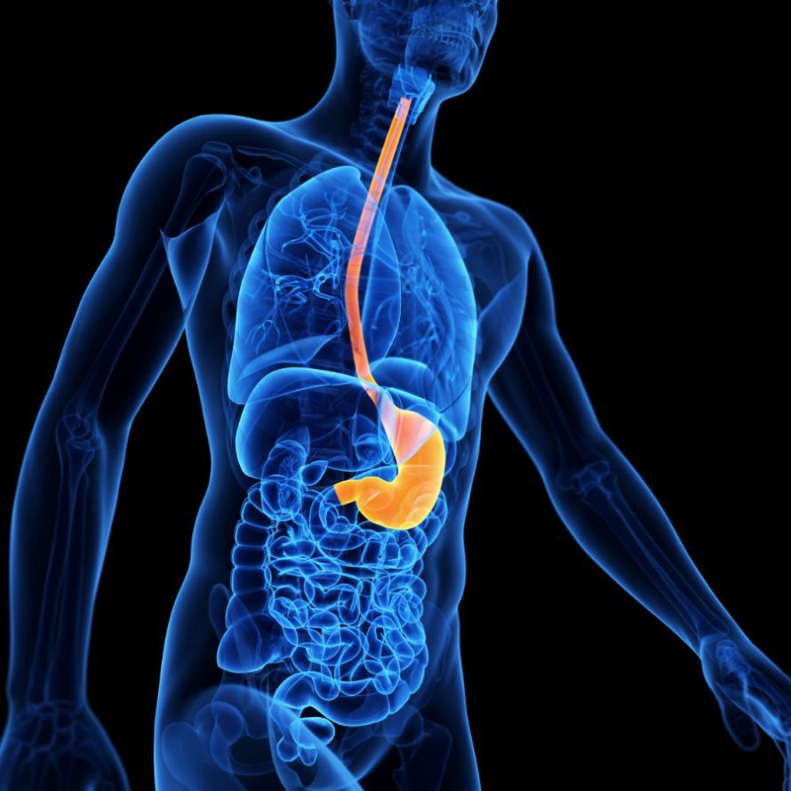 The Esophagus and the Stomach