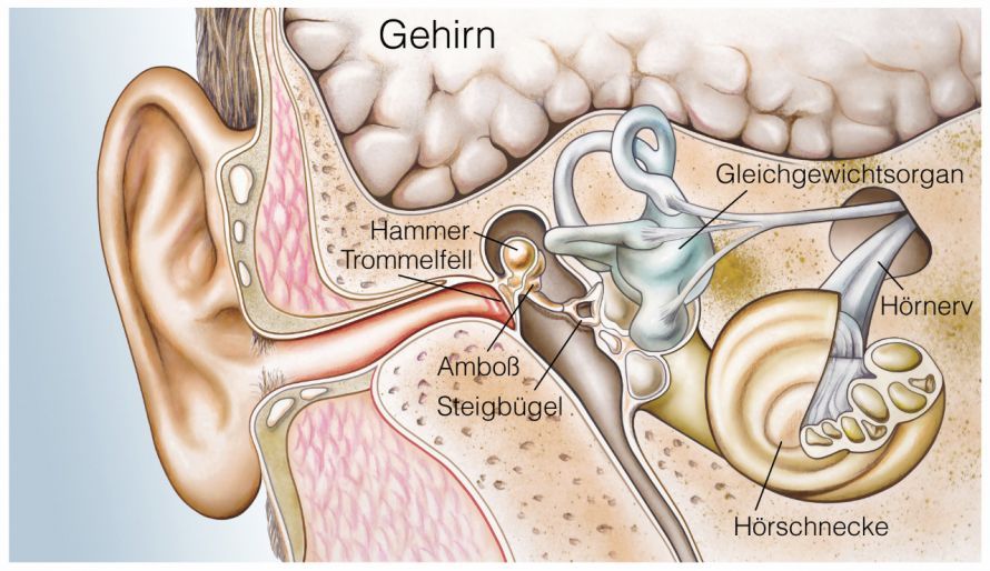 Die Anatomie des Ohres The Anatomy of the Ear