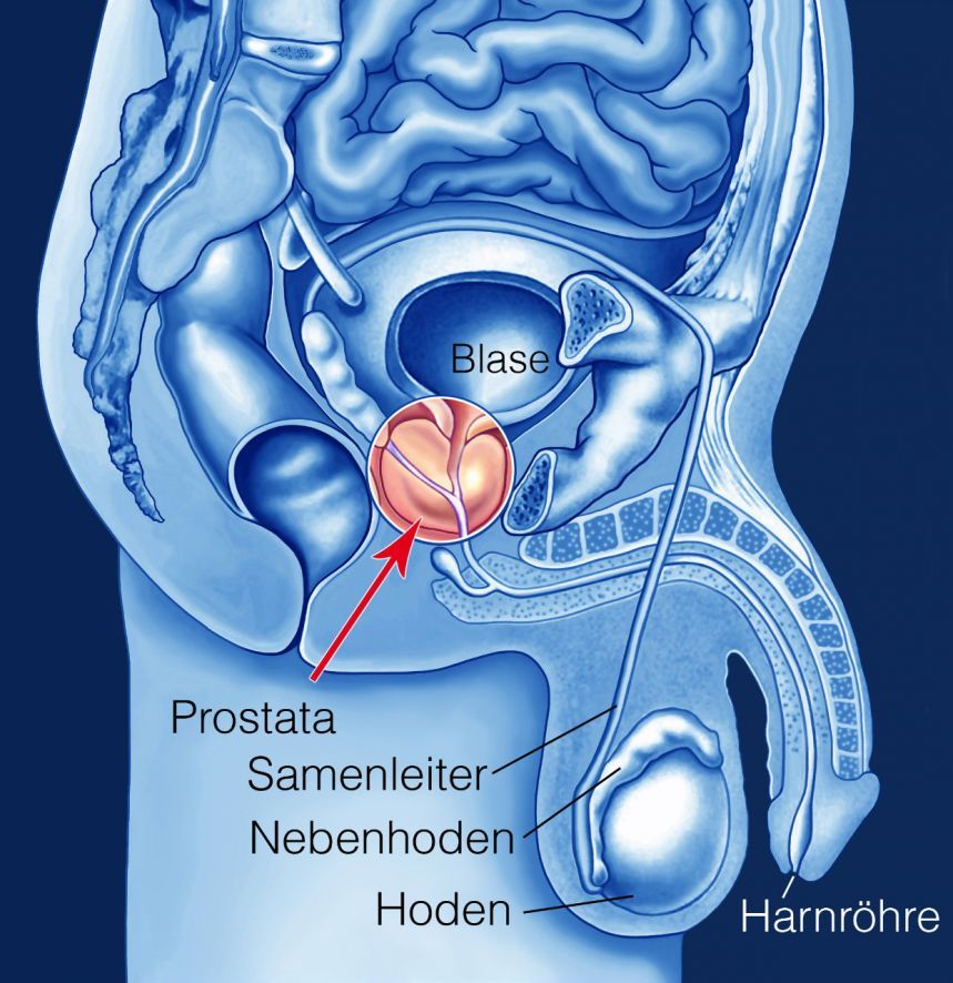 Die Prostata Die Prostata