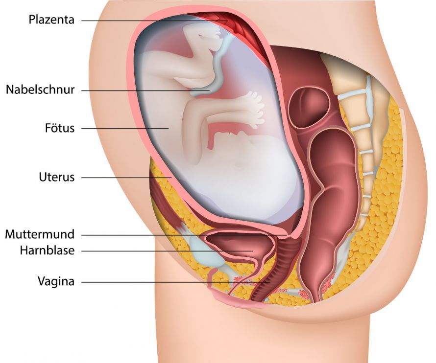 Schwangerschaft Babybauch Pregnancy, Baby Bump