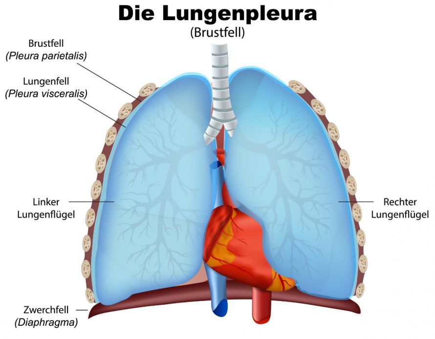 Das Brustfell (Pleura) Ο υπεζωκότας (Pleura)