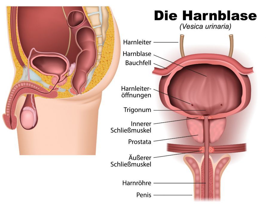 Harnblasenanatomie beim Mann Harnblasenanatomie beim Mann