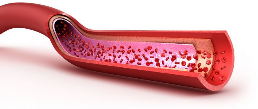 Blutgefäß Wandschichten Layers of the Blood Vessel Wall