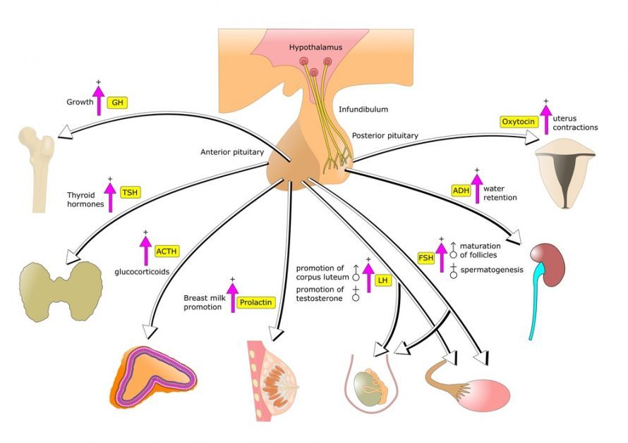 Funktionsbereiche von Hypothalamus und Hypophyse Λειτουργικές περιοχές του υποθαλάμου και της υπόφυσης