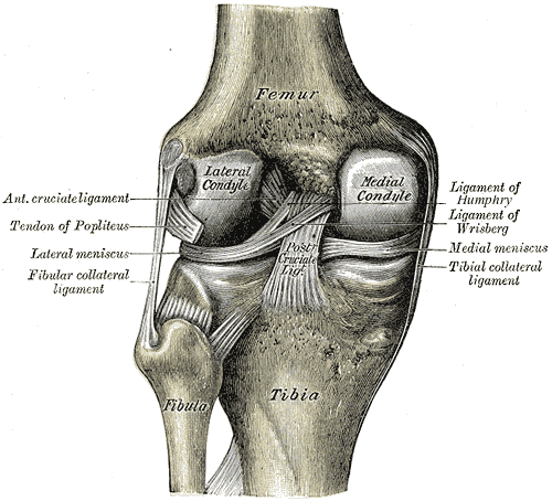 Ansicht Knie mit Hinterem Kreuzband._Henry Vandyke Carter, Public domain