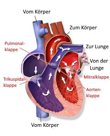 Herz mit Blutfluss und Herzklappen Καρδιά με κυκλοφορία αίματος και καρδιακές βαλβίδες