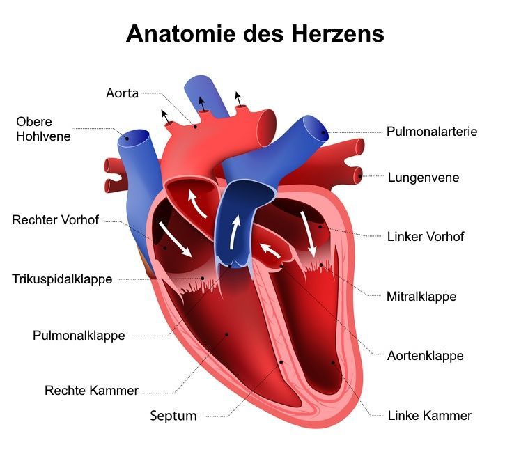 Aorta