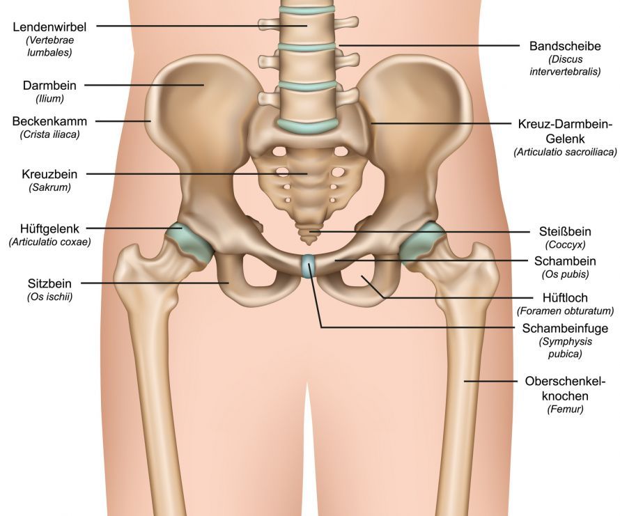 Anatomie Hüfte und Becken Anatomy of the Hip and Pelvis