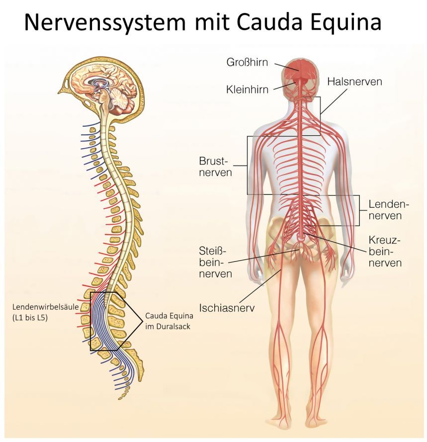 Nervensystem Cauda Equina Nervensystem Cauda Equina