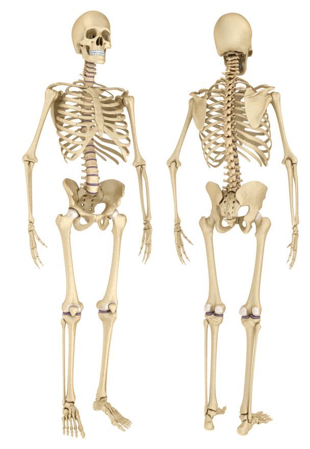 Skelettsystem des Menschen Skelettsystem des Menschen
