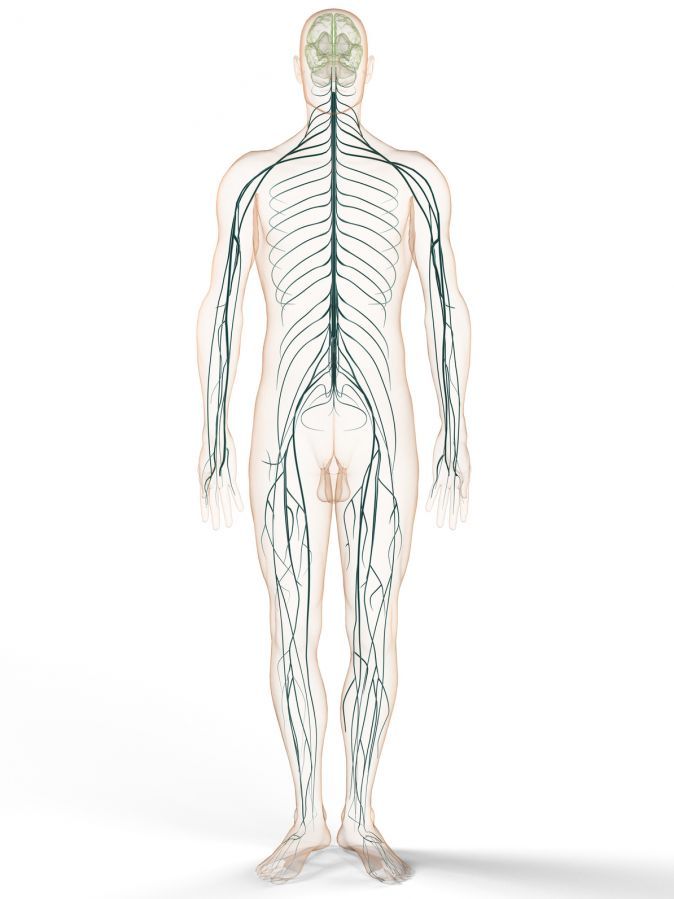 Peripheral Nervous System
