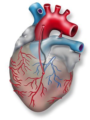 Chirurgie mini-invasive de pontage pour les maladies cardiaques coronariennes