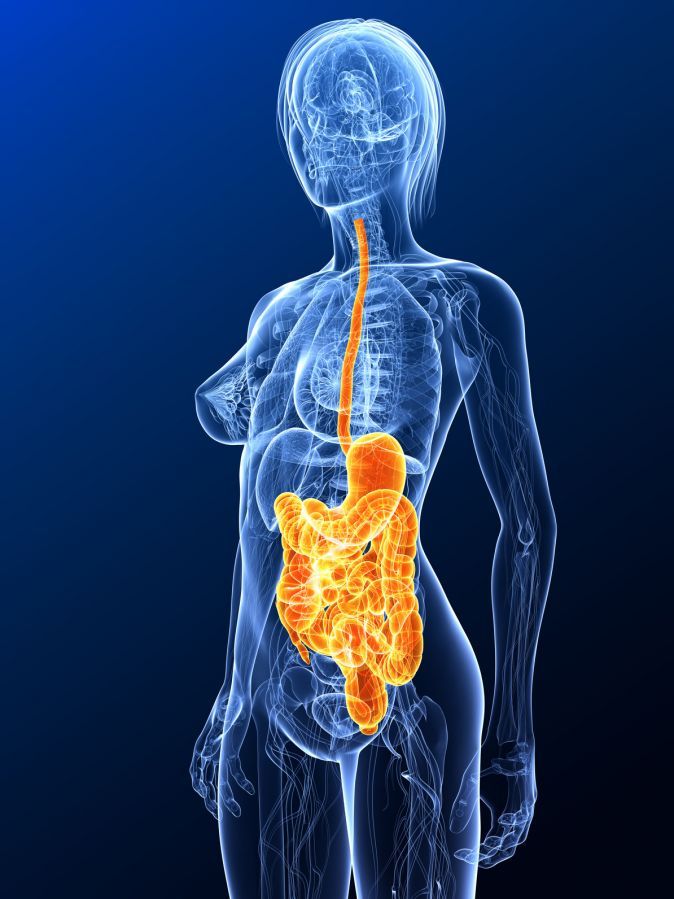 Magen-Darm-Trakt Gastrointestinal tract