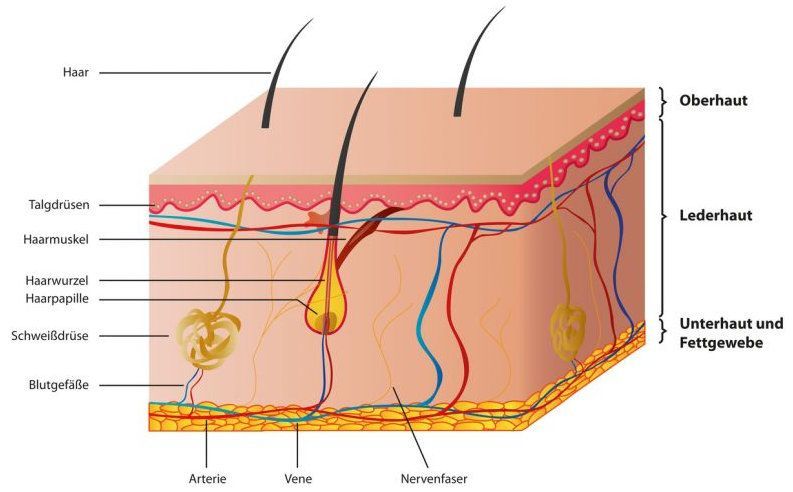 Aufbau der Haut Structure of the Skin