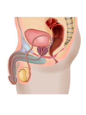 Rekonstruktive Urologie Reconstructive Urology