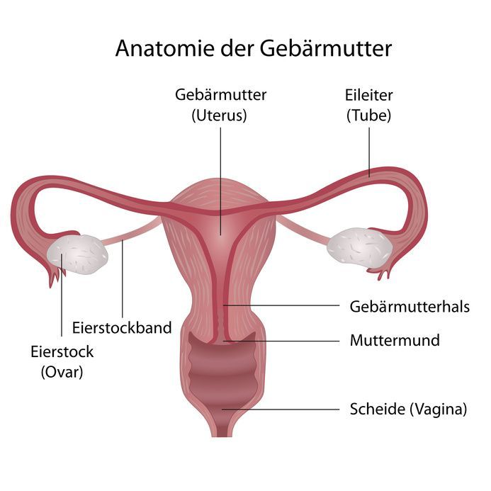 Anatomie der Gebärmutter Anatomie der Gebärmutter