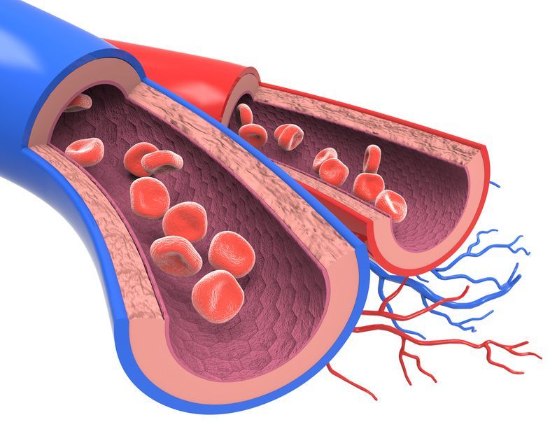 Arterien und Venen Arteries and Veins