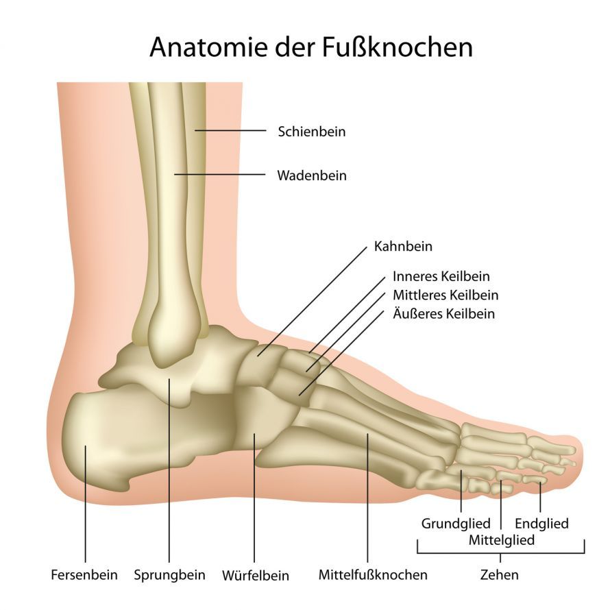 Anatomie Fußknochen Ανατομία των οστών του ποδιού