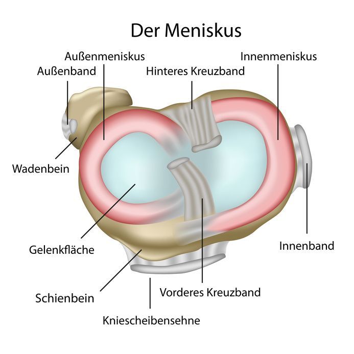 Meniskus Anatomie Meniskus Anatomie