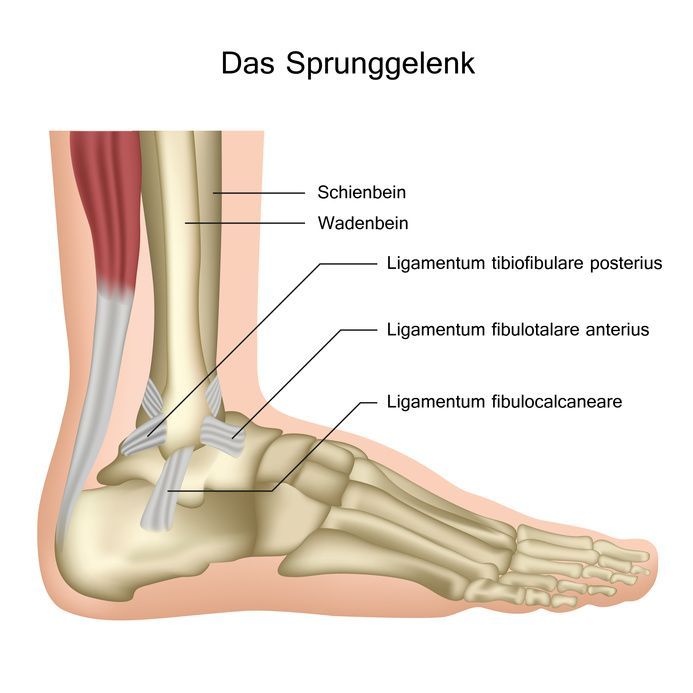 Anatomy of the Ankle Joint