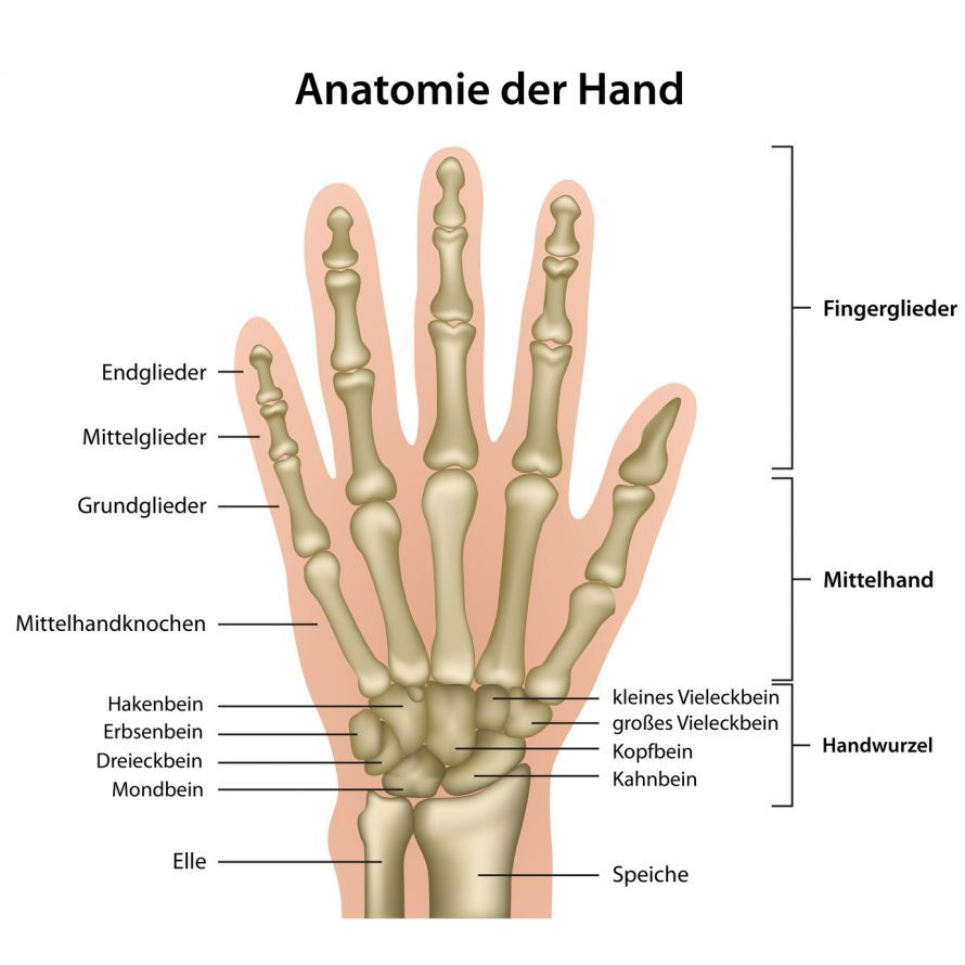 Anatomy of the Wrist