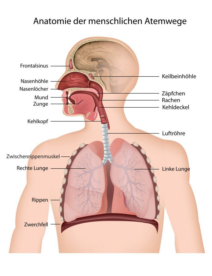 Anatomie der Lunge und Bronchien Anatomy of the Lungs and Bronchi