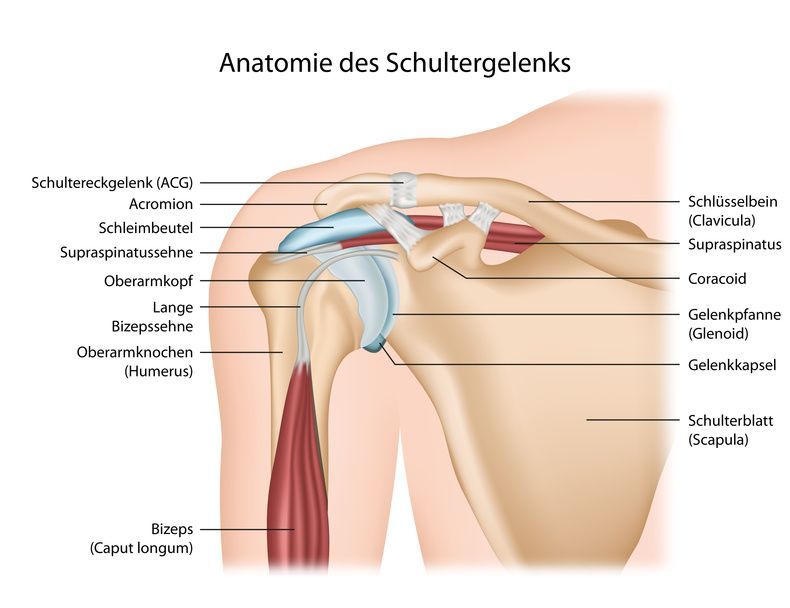 Anatomie der Schulter Ανατομία του ώμου